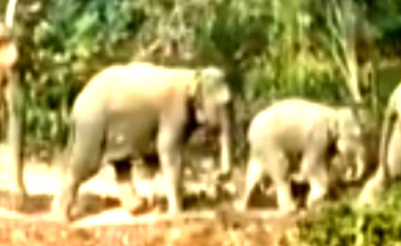 বন্যহাতি(বাচ্চা-মা) সহ লোহাগাড়ায় খাদ্যের সন্ধ্যানে লোকালয়ে