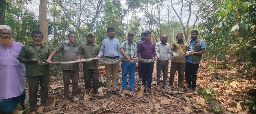 কাপ্তাইয়ে হাঁসের খামারে ধরা পড়ল ১৪ ফুট লম্বা অজগর