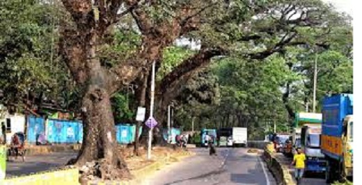 টাইগার পাসে র‌্যাম্পের নামে শতবর্ষী গাছ কাটার প্রতিবাদে বাসদ