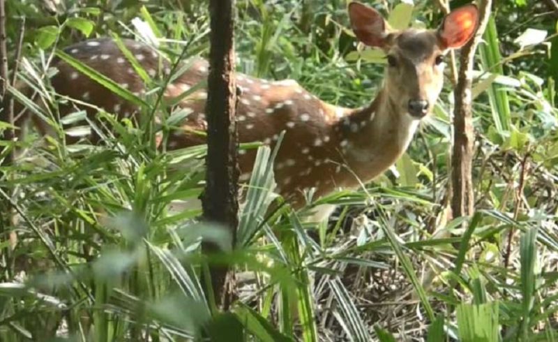 মিরসরাই উপকূলীয় বনাঞ্চল ধ্বংসে হরিণের বংশনাশ
