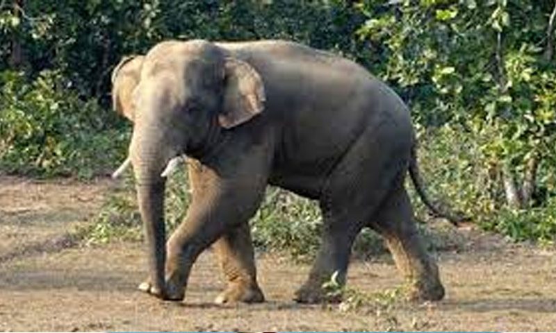 বান্দরবানে বন্য হাতির আক্রমণে প্রাণ গেল যুবকের