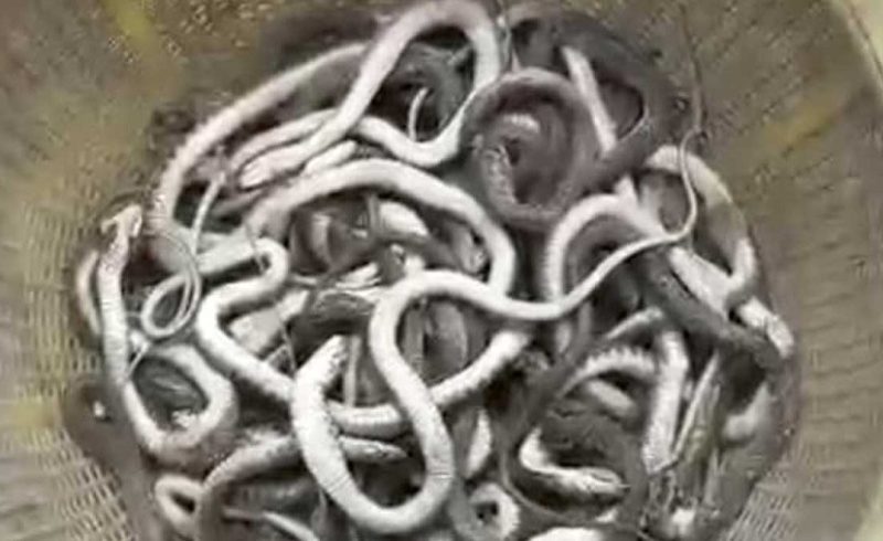 মিরসরাইয়ের ওয়াহেদপুরে প্রবাসীর ঘরে মিললো ৬৯ গোখরার বাচ্চা