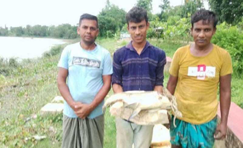 হালদা নদীতে ভেসে উঠল মৃত মা কাতলা মাছ