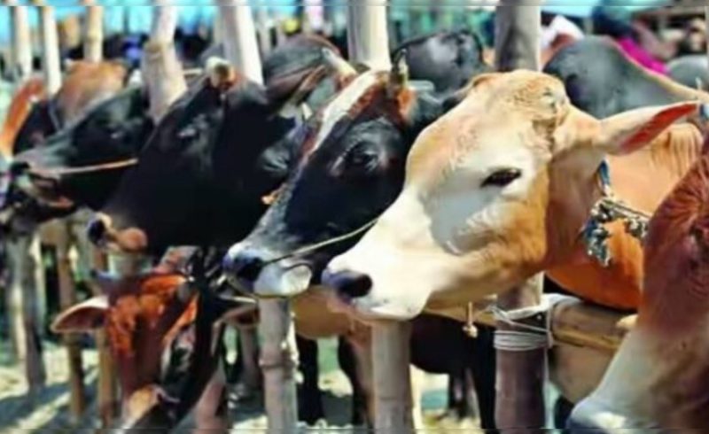 সীতাকুণ্ডে লুট হওয়া কোরবানির ১২ গরু উদ্ধার,গ্রেপ্তার দুই