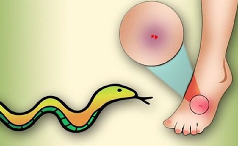 খাগড়াছড়িতে সাপের ছোবলে প্রাণ গেল স্কুল পড়ুয়া ছাত্রের