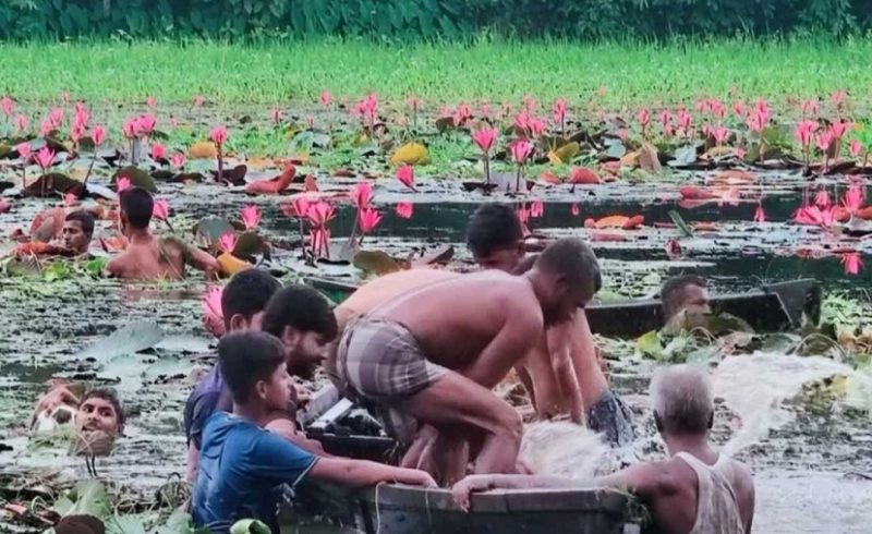 শাপলা বিলে নৌকা ডুবে দুই বন্ধুর মৃত্যু
