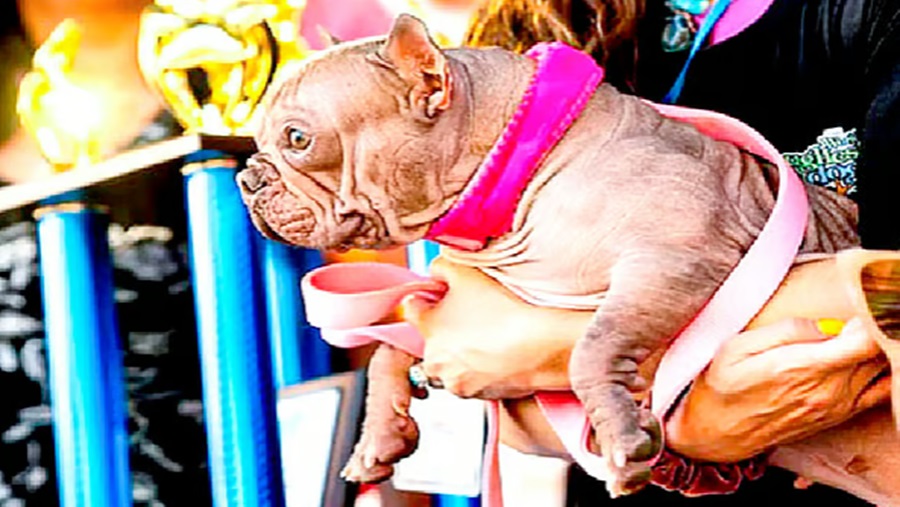 প্রতিযোগিতায় ৫ হাজার ডলার পুরস্কার জিতল কুকুরটি