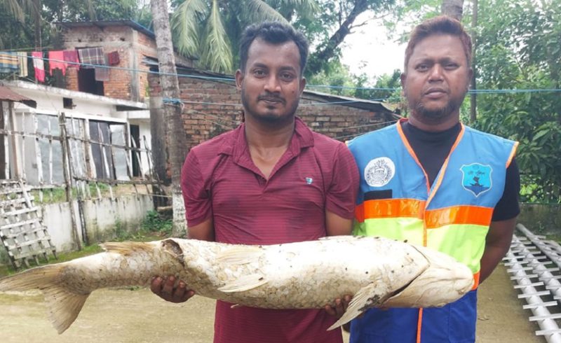 হালদা নদীতে মৃত মৃগেল মা মাছ উদ্ধার