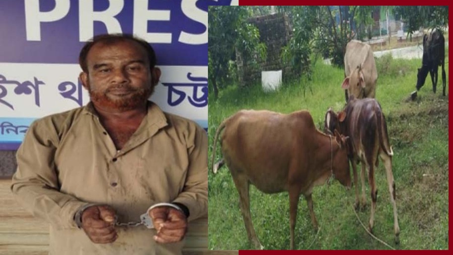 চন্দনাইশে ৪ চোরাই গরুসহ চোর আটক
