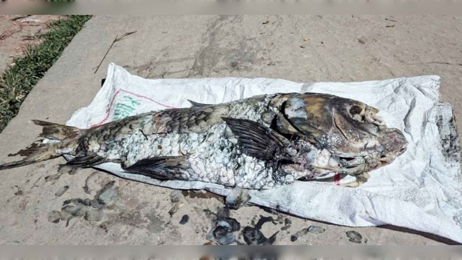 হালদা নদীতে ভেসে উঠল ২০ কেজি ওজনের মৃত কাতলা