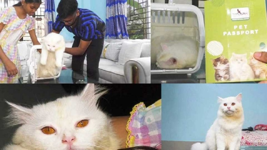 পাসপোর্ট নিয়ে ইতালি গেল মুন্সিগঞ্জের পোষা বিড়াল
