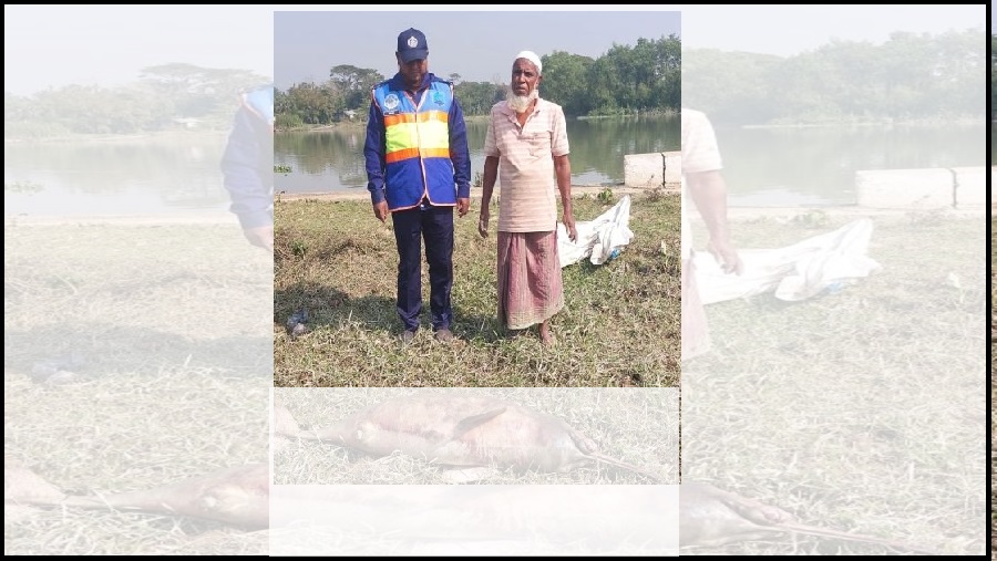 হালদা থেকে এক মণ ওজনের মৃত ডলফিন উদ্ধার