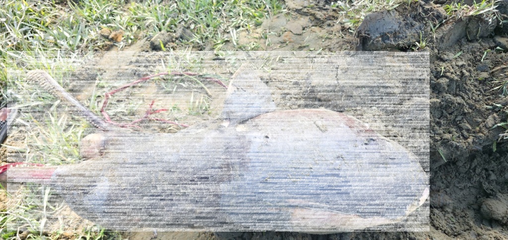 হালদা থেকে ২৭ কেজির মৃত ডলফিন উদ্ধার