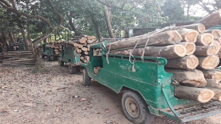 হাটহাজারীতে বিপুল পরিমাণ অবৈধ কাঠসহ ২টি চাঁদের গাড়ি জব্দ