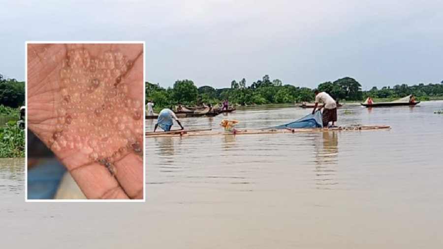 হালদায় অনুকূল পরিবেশ, আজই মিলতে পারে কাঙ্ক্ষিত ডিম—অপেক্ষায় সংগ্রাহকেরা