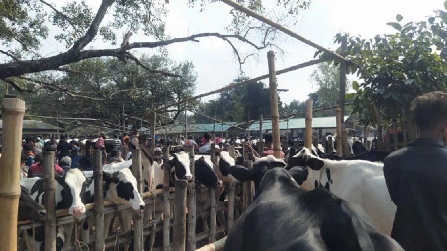 অনিশ্চয়তা কাটল সাগরিকা পশুর হাটে, সর্বোচ্চ দর ৮ কোটি ৮ লাখ টাকা