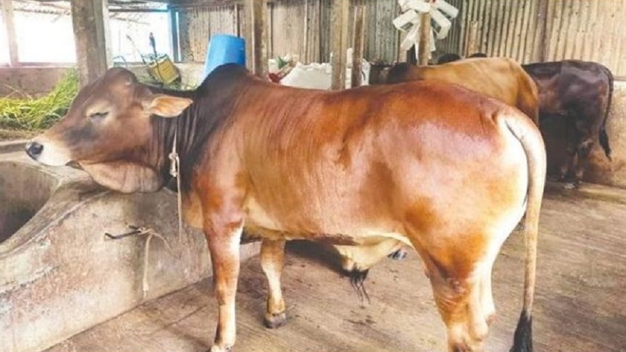 খরচ বেড়েছে ৩০%, নিরুৎসাহ খামারি: তবুও কোরবানির পশু নিয়ে আশাবাদ