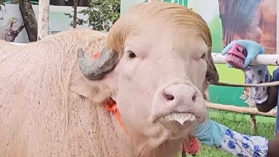 গোলাপি ‘ট্রাম্প’: কোরবানির হাটে বিস্ময়